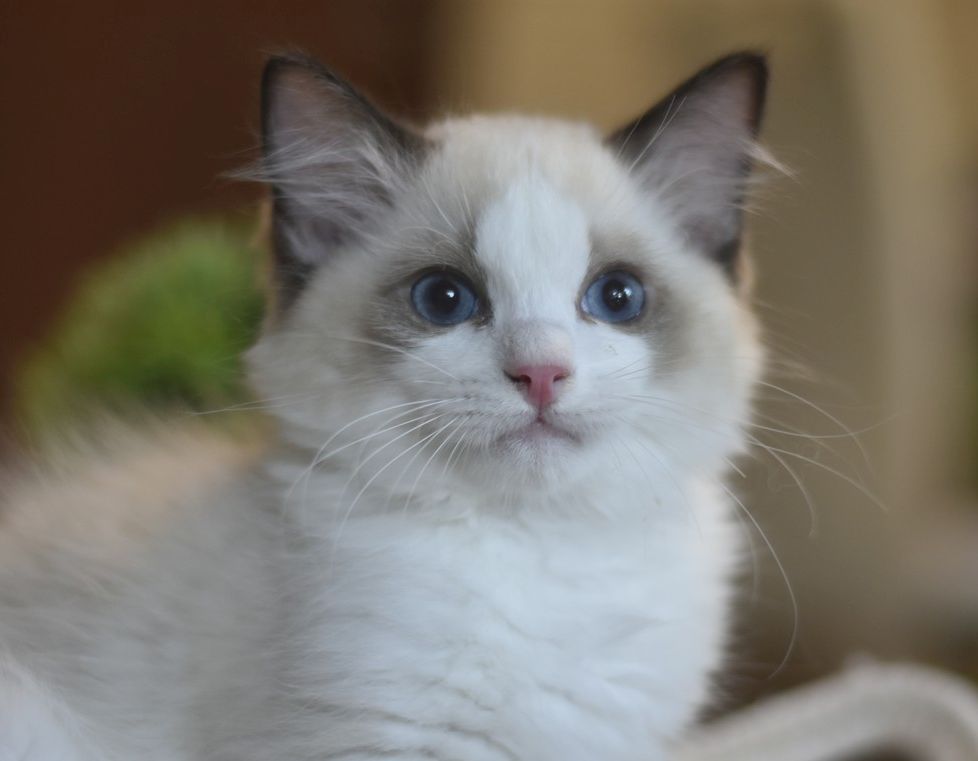 images/AvailableKittens/Blackjack website.jpg